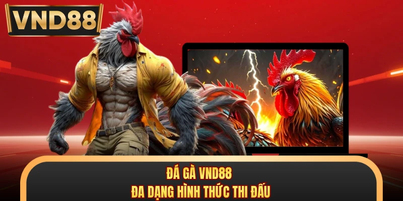 Đá gà VND88 đa dạng hình thức thi đấu